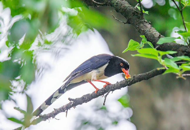 ae3d7718498b47159eed8b520f715b98.png ae3d7718498b47159eed8b520f715b98.png